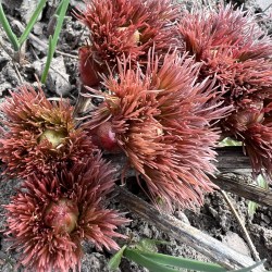 P. tenuifolia IMG-5903